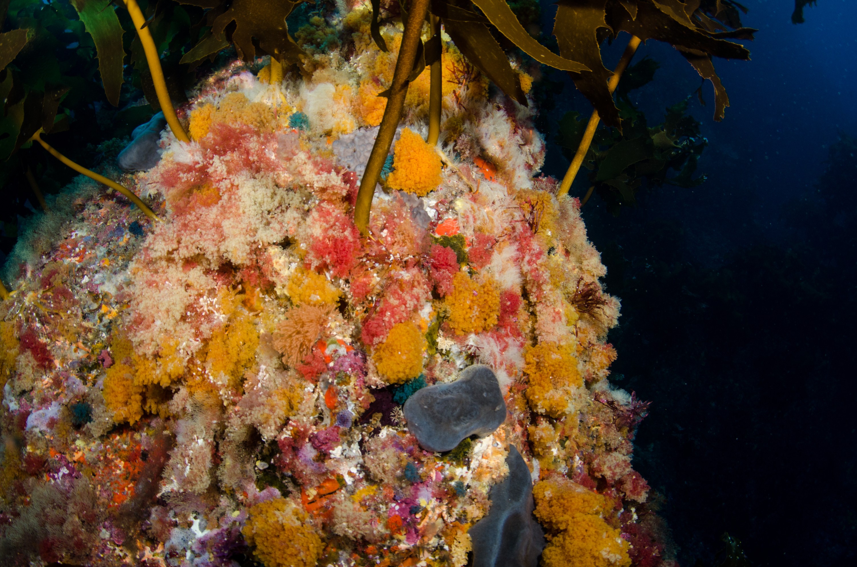DSC_7880 – Underwater, Colourful, Bryozoans, reef, wide angle, unknown, poor, knights, marine, reserve, Crispin, marine, new zealand, zealand, new, nz,
